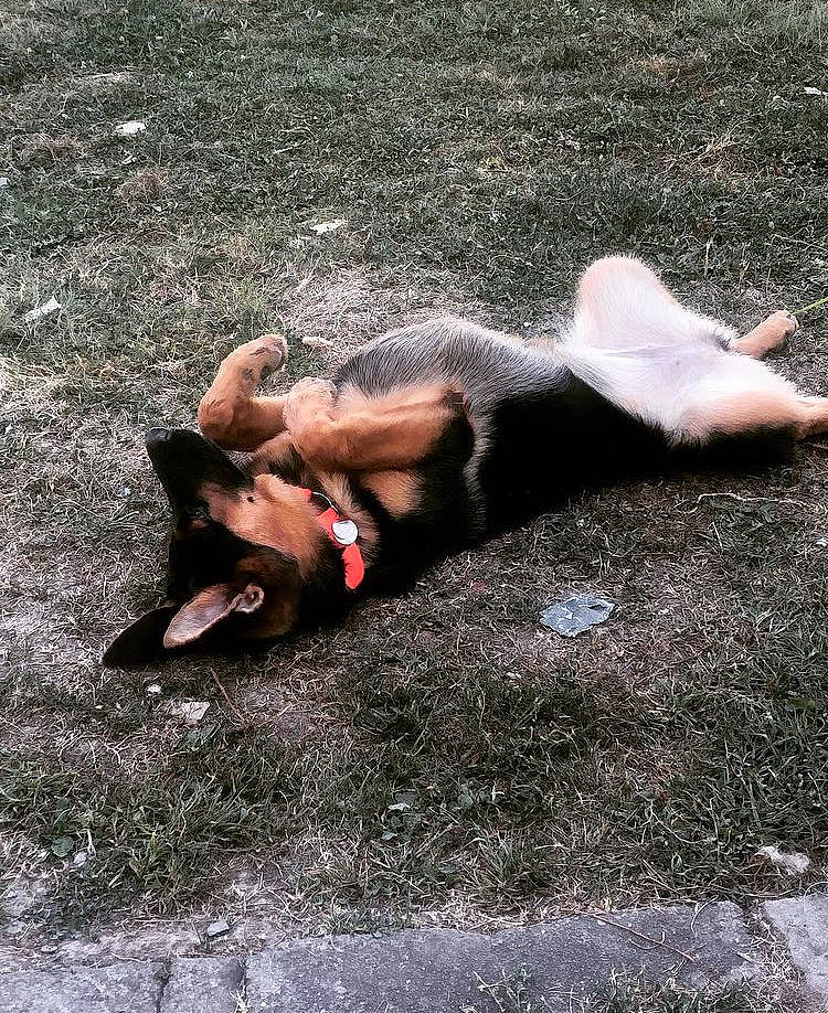 Chloe joined the competition — help win amazing prizes! asphalt, barefoot, canidae, carnivore, companion_dog, dog, dog_breed, fawn, foot, fur, grass, human_leg, paw, recreation, road_surface, shadow, snout, sporting_group, sun_tanning, tail