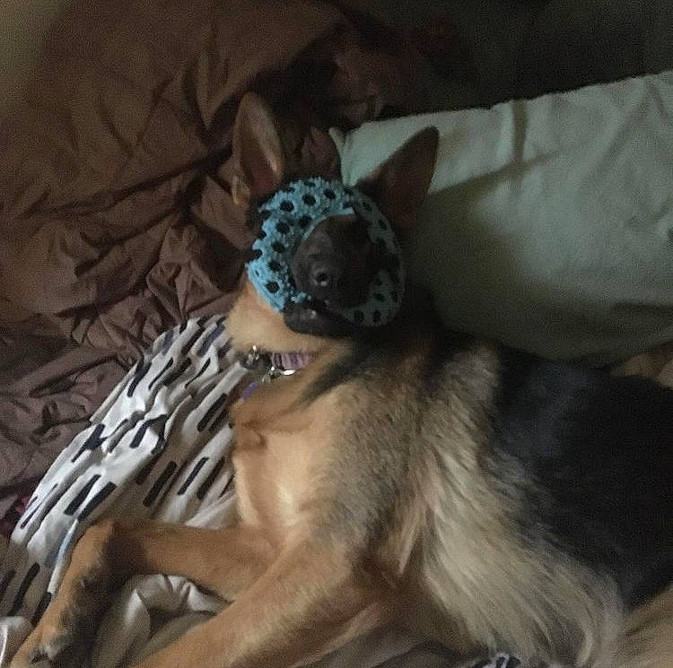 Chloe is registered to the contest to win money with this photo: body_jewelry, canidae, companion_dog, costume_hat, dog_breed, fashion_accessory, fawn, feather, felidae, fur, headpiece, jewellery, linens, non_sporting_group, paw, small_to_medium_sized_cats, sporting_group, tail, whiskers, wing