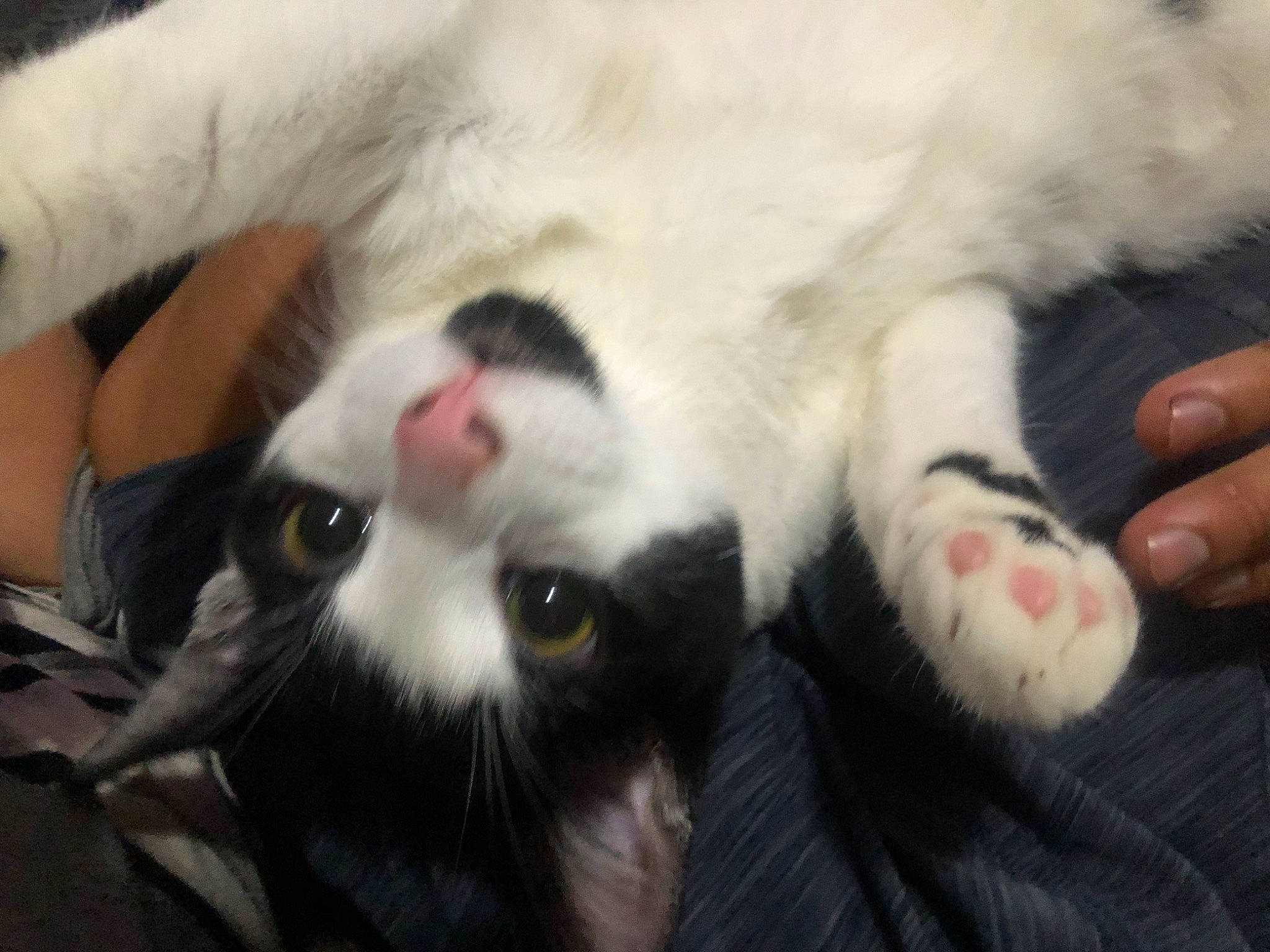 Gizmo is registered to the contest to win money with this photo: carnivore, cat, claw, comfort, domestic_short_haired_cat, fang, felidae, foot, fur, paw, small_to_medium_sized_cats, snout, tail, whiskers, yawn