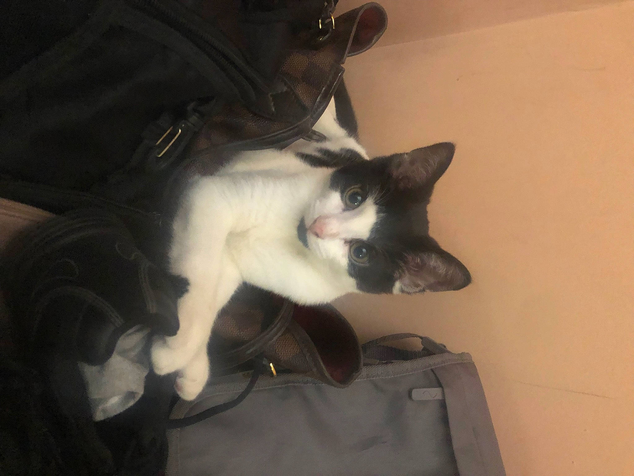 Gizmo is registered to the contest to win money with this photo: abdomen, beard, carnivore, cat, chest, ear, elbow, eye, eyebrow, felidae, fur, head, human_body, jaw, plant, small_to_medium_sized_cats, snout, tail, trunk, whiskers