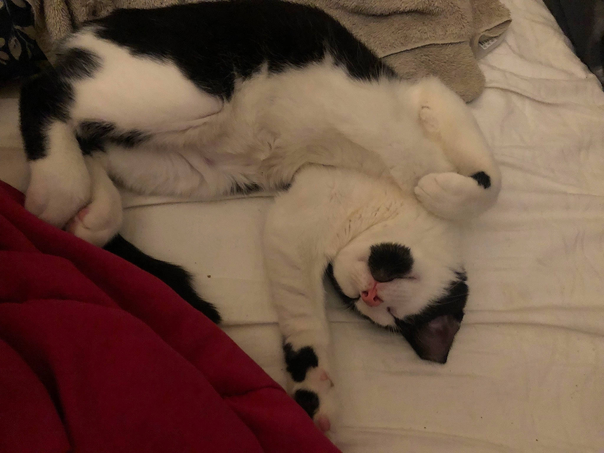 Gizmo is registered to the contest to win money with this photo: canidae, carnivore, cat, claw, comfort, companion_dog, dog_breed, domestic_short_haired_cat, felidae, fur, lap, linens, mammal, paw, small_to_medium_sized_cats, snout, sporting_group, tail, vertebrate, whiskers