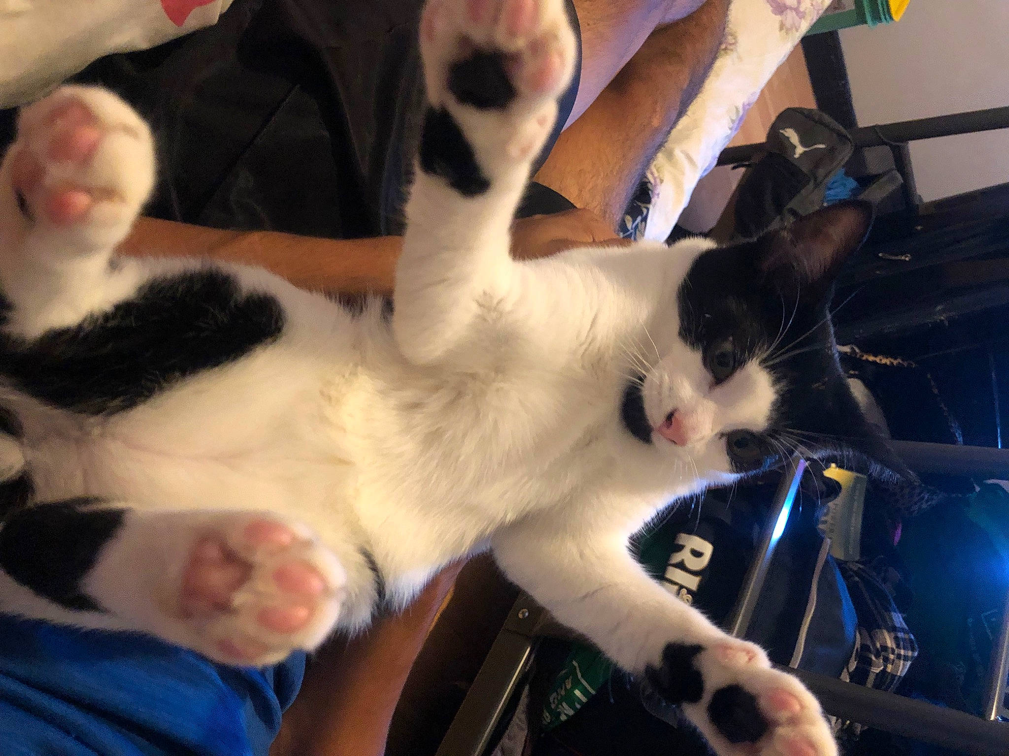 Gizmo is registered to the contest to win money with this photo: carnivore, cat, comfort, domestic_short_haired_cat, ear, felidae, fur, gesture, lap, paw, small_to_medium_sized_cats, snout, tail, thai, vertebrate, whiskers