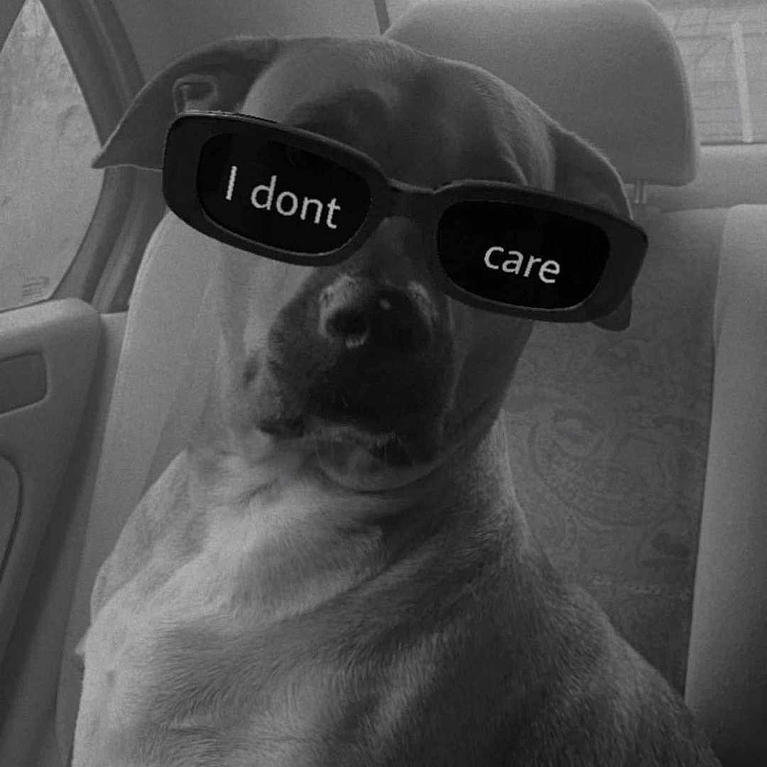 Louna participe au concours pour gagner de l'argent avec cette photo : dog, car, backseat, sunglasses, black_and_white, pet, indifferent, animal, window, seat, canine, portrait, cool, accessory, indoor, vehicle, expression, mammal, leisure, funny