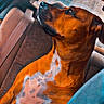 Louna a rejoint le concours — aidez-le/la à gagner de superbes lots ! dog, brown_dog, white_patch, car_interior, backseat, window, seatbelt, pet, animal, looking_out_window, indoors, fur, canine, side_profile, seat, car_window, sunlight, dog_sitting, portrait, domestic_animal