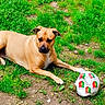 dog, soccer_ball, grass, outdoor, animal, pet, brown_dog, playing, resting, paw, field, nature, canine, sport, summer, green, ground, cute, relaxed, daytime