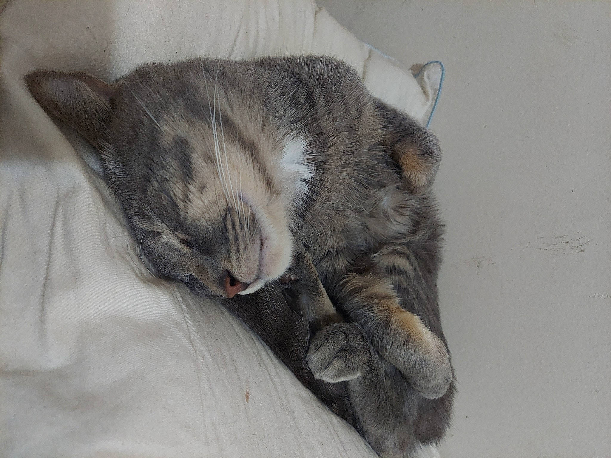 Mr. Squeak joined the competition — help win amazing prizes! canidae, carnivore, cat, claw, comfort, domestic_short_haired_cat, ear, felidae, foot, fur, grey, nap, paw, sleep, small_to_medium_sized_cats, sporting_group, tail, whiskers