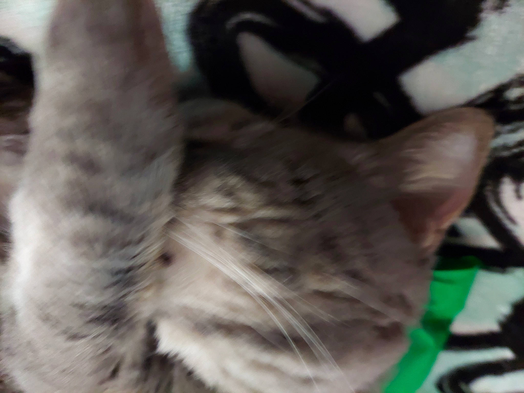 Mr. Squeak joined the competition — help win amazing prizes! carnivore, cat, claw, comfort, domestic_short_haired_cat, eye, felidae, fur, nap, paw, sleep, small_to_medium_sized_cats, snout, tail, terrestrial_animal, tree, whiskers