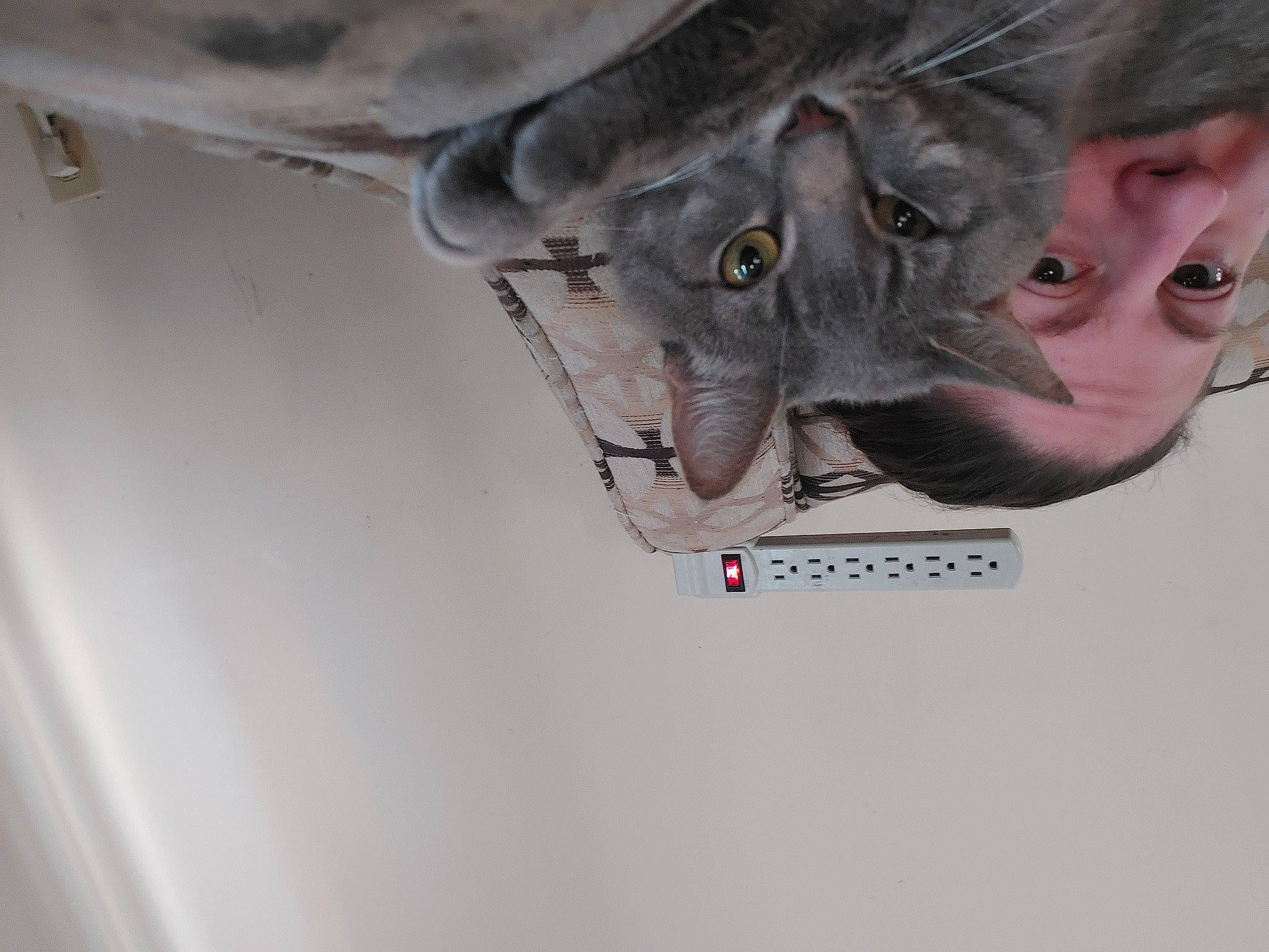 Mr. Squeak joined the competition — help win amazing prizes! art, carnivore, cat, ear, eyelash, felidae, fur, gesture, grey, jaw, nose, russian_blue, small_to_medium_sized_cats, snout, whiskers, wrinkle