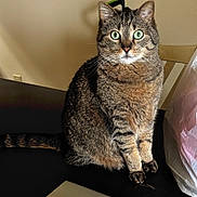 Harley is registered to the contest to win money with this photo: cat, tabby_cat, animal, pet, indoor, table, fur, whiskers, green_eyes, curious, sitting, domestic_cat, closeup, portrait, feline, household, plastic_bag, brown, striped, paws
