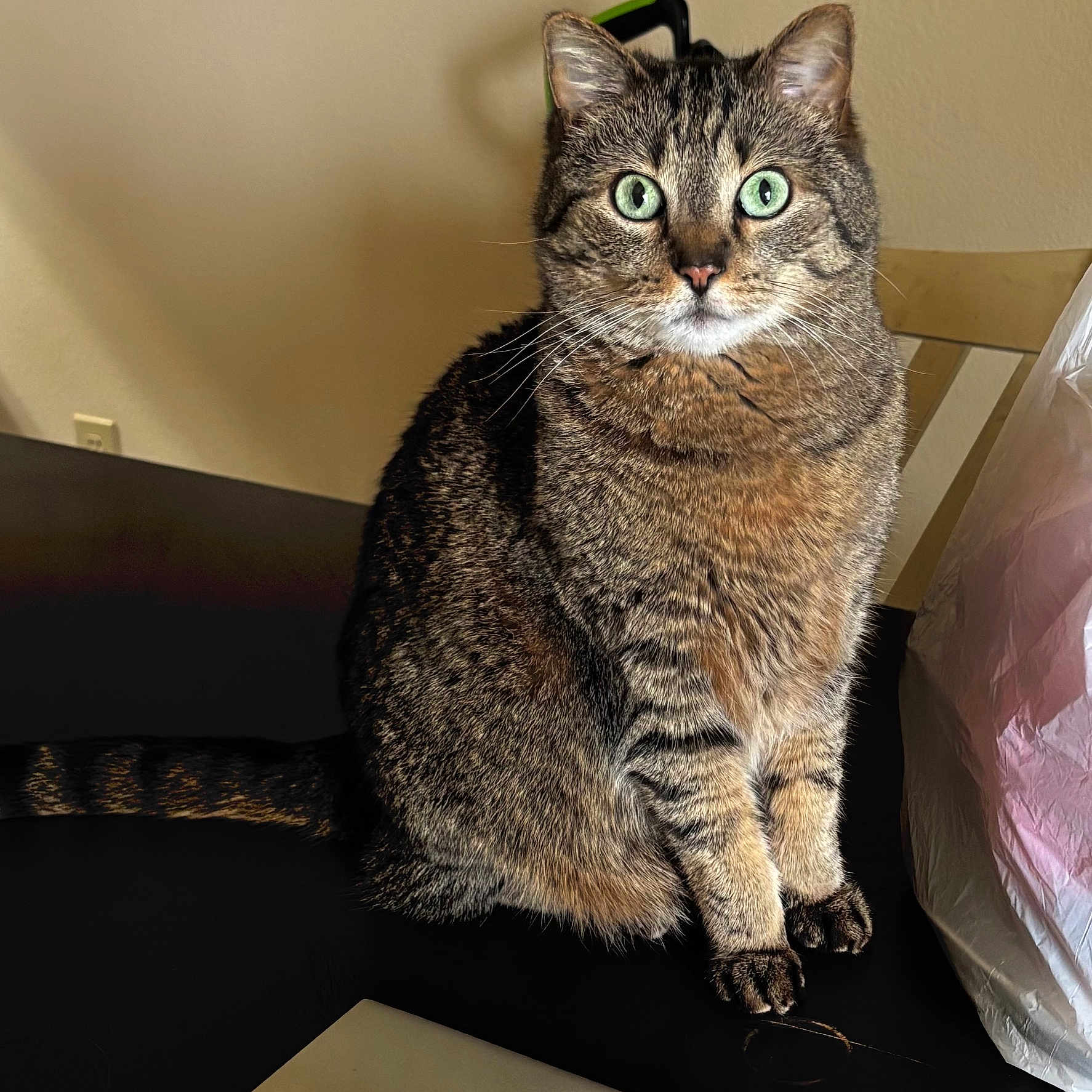 Harley is registered to the contest to win money with this photo: animal, brown, cat, closeup, curious, domestic_cat, feline, fur, green_eyes, household, indoor, paws, pet, plastic_bag, portrait, sitting, striped, tabby_cat, table, whiskers