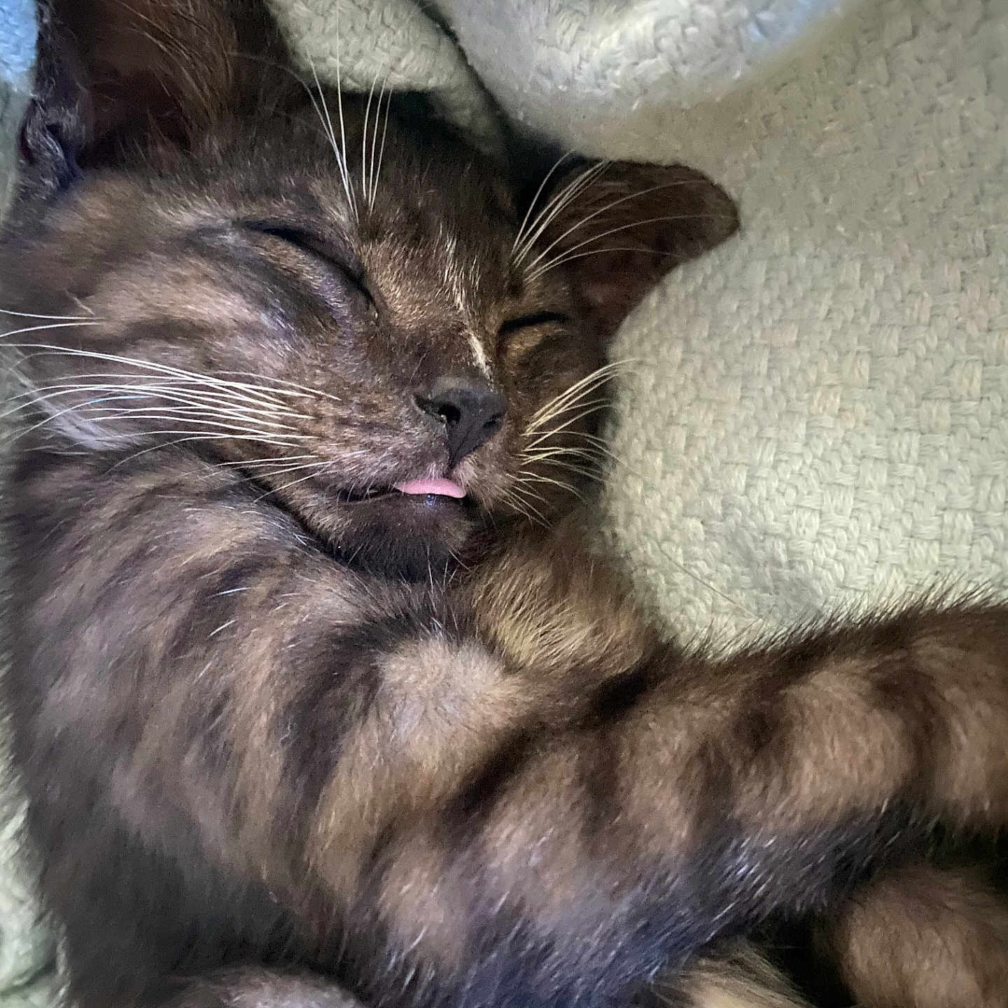 Lycan is registered to the contest to win money with this photo: abyssinian, animal, blanket, cat, couch, furniture, homedecor, indoors, kitten, linen, manx, person, pet, quilt, siamese, sleeping, towel