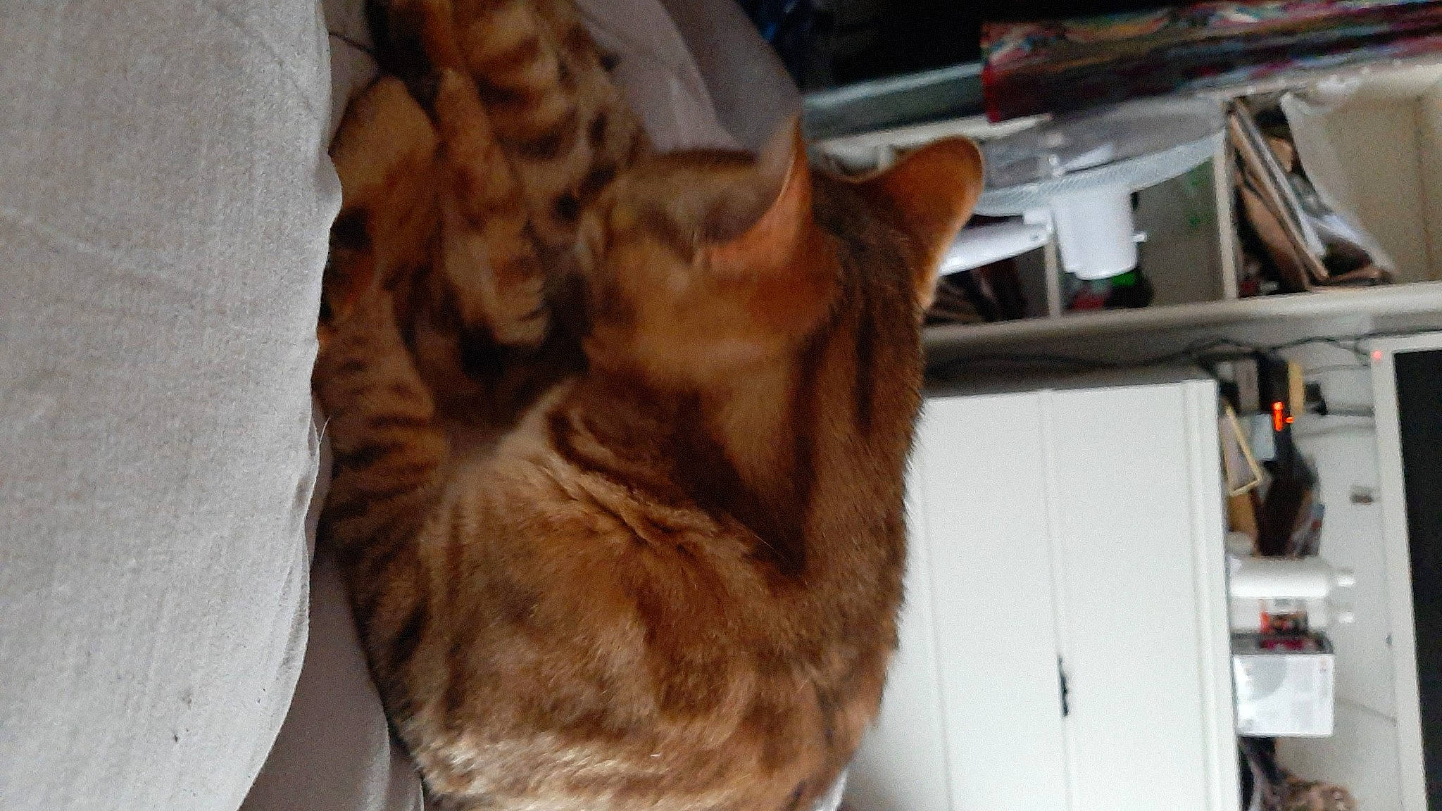 Flash Dance a rejoint le concours — aidez-le/la à gagner de superbes lots ! carnivore, cat, cat_supply, claw, comfort, domestic_short_haired_cat, fawn, felidae, fur, hardwood, nap, paw, shelf, shelving, small_to_medium_sized_cats, snout, tail, whiskers, wood