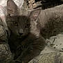 Ozzy is registered to the contest to win money with this photo: cat, kitten, gray_cat, feline, pets, indoor, blanket, cozy, closeup, yellow_eyes, fur, resting, animal, cute, soft_texture, multiple_cats, bedroom, relaxing, domestic_animal, whiskers