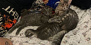 Ozzy is registered to the contest to win money with this photo: cat, gray_cat, fluffy, bed, bedspread, pillow, pattern, tattoo, person, arm, feline, indoor, resting, cute, pets, sleepy, cozy, animal, domestic, companion