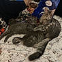 cat, gray_cat, fluffy, bed, bedspread, pillow, pattern, tattoo, person, arm, feline, indoor, resting, cute, pets, sleepy, cozy, animal, domestic, companion