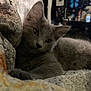 Ozzy is registered to the contest to win money with this photo: kitten, gray_cat, cute, pet, feline, indoor, blanket, cozy, fur, resting, relaxed, soft_texture, home, sleepy, animal, closeup, portrait, comfort, young_cat, lying_down