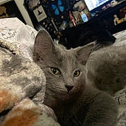 Ozzy joined the competition — help win amazing prizes! cat, gray_cat, yellow_eyes, blanket, bedroom, indoor, cozy, feline, animal, pet, relaxed, soft_lighting, decor, patterned_blanket, background, dark_cat, curious, close_up, resting, warm