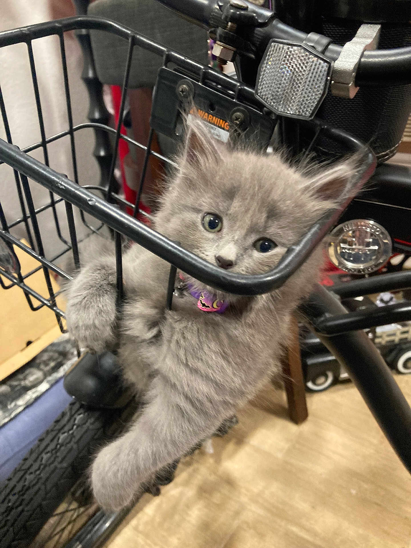 Ozzy joined the competition — help win amazing prizes! kitten, gray_fur, cat, bike_basket, indoor, curious, collar, pet, animal, metal, wheel, flooring, closeup, cute, feline, young, climbing, domestic, playful, household