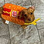 Piper Gracie Faye is registered to the contest to win money with this photo: dog, costume, hot_dog, oscar_mayer, pet, small_dog, cute, brown_dog, floor, tile, looking_up, plush, indoors, animal, pet_clothing, playful, adorable, dog_outfit, canine, funny_costume