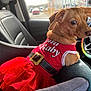 Piper Gracie Faye joined the competition — help win amazing prizes! dog, small_dog, red_dress, tutu, car_interior, car_seat, leather_seat, steering_wheel, colorful_steering_wheel_cover, window, street, daylight, pet_clothing, animal, cute, looking_back, brown_dog, sitting, inside_car, curious