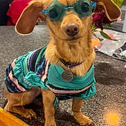 Piper Gracie Faye joined the competition — help win amazing prizes! dog, small_dog, sunglasses, blue_sunglasses, star_shaped, clothing, colorful, outfit, pet, indoor, counter, kitchen, brown_dog, short_hair, cute, sitting, looking, accessory, funny, animal