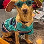 dog, small_dog, sunglasses, blue_sunglasses, star_shaped, clothing, colorful, outfit, pet, indoor, counter, kitchen, brown_dog, short_hair, cute, sitting, looking, accessory, funny, animal