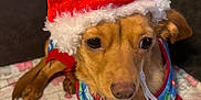 Piper Gracie Faye joined the competition — help win amazing prizes! dog, pet, santa_hat, holiday, festive, brown_dog, small_dog, blanket, cute, costume, christmas, indoors, animal, canine, fur, wearing_clothes, relaxed, looking, adorable, cozy