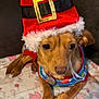 dog, pet, santa_hat, holiday, festive, brown_dog, small_dog, blanket, cute, costume, christmas, indoors, animal, canine, fur, wearing_clothes, relaxed, looking, adorable, cozy