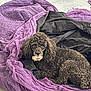 animal, black_dog, black_fabric, companion, cozy, curious, curly_fur, cute, dog, fabric, floor, indoor, laying, looking_up, mammal, pet, purple_fabric, resting, small_dog, toy