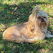 Izzy is registered to the contest to win money with this photo: adorable, animal, brown, calm, canine, cute, daylight, dog, fur, grass, laying_down, leaves, long_hair, nature, outdoor, pet, relaxing, small_dog, sunlight, topknot