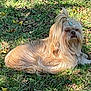 adorable, animal, brown, calm, canine, cute, daylight, dog, fur, grass, laying_down, leaves, long_hair, nature, outdoor, pet, relaxing, small_dog, sunlight, topknot