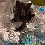 kitten, cat, christmas_tree, white_tree, ornament, tinsel, holiday, festive, decorations, pet, animal, cute, furry, playful, indoor, closeup, branch, curious, gray_cat, holiday_decor