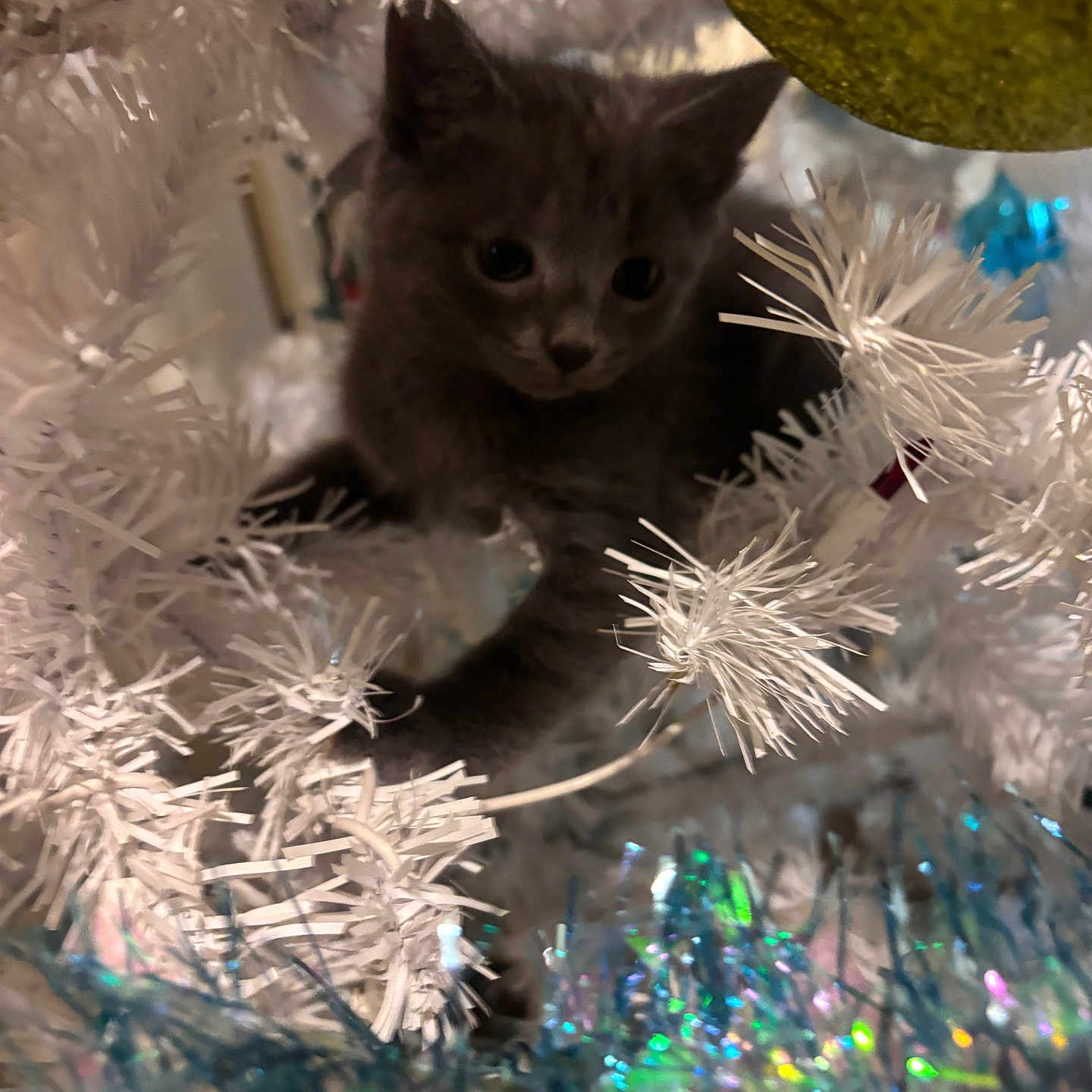 Princess joined the competition — help win amazing prizes! animal, branch, cat, christmas_tree, closeup, curious, cute, decorations, festive, furry, gray_cat, holiday, holiday_decor, indoor, kitten, ornament, pet, playful, tinsel, white_tree