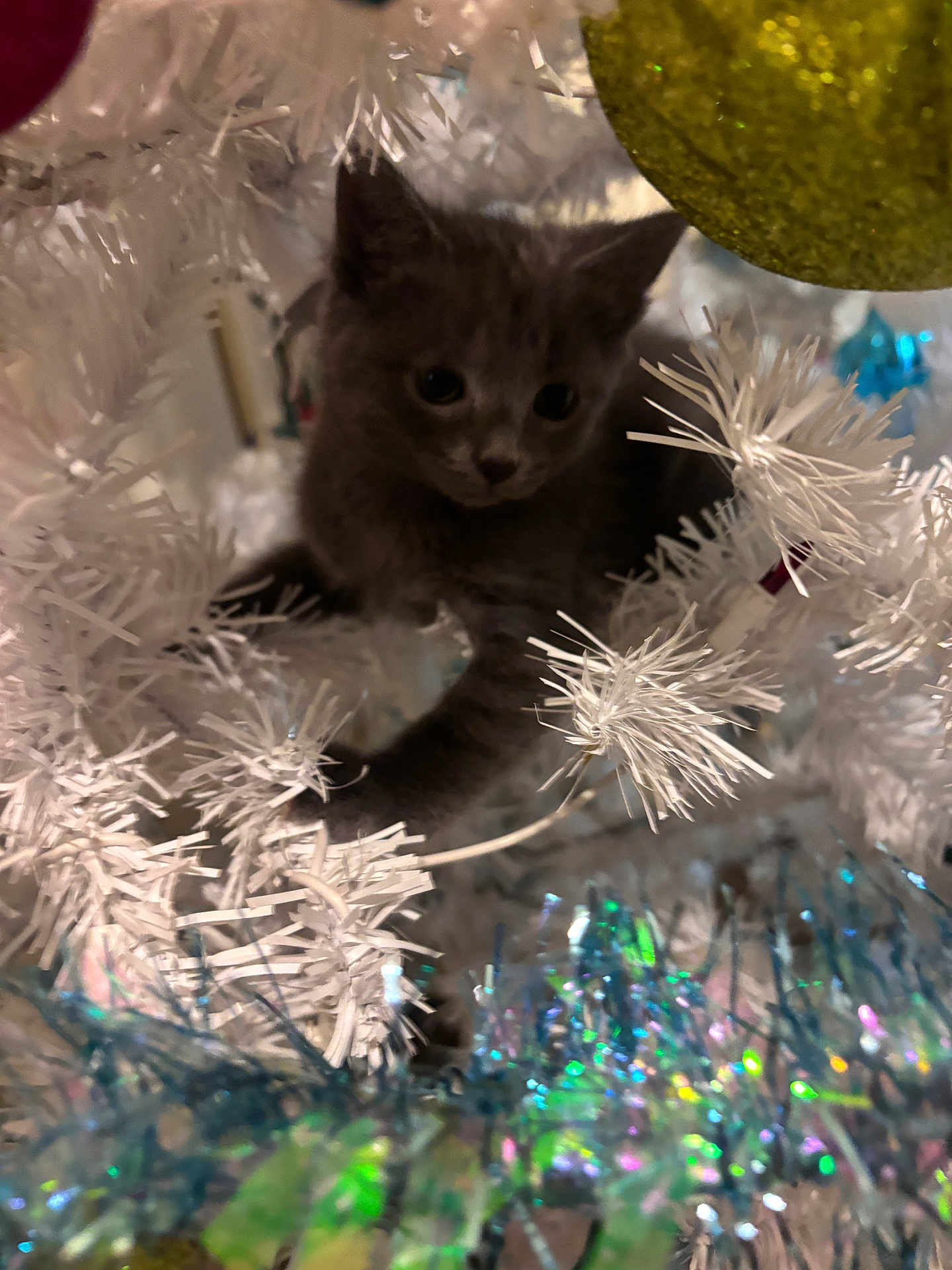 Princess joined the competition — help win amazing prizes! kitten, cat, christmas_tree, white_tree, ornament, tinsel, holiday, festive, decorations, pet, animal, cute, furry, playful, indoor, closeup, branch, curious, gray_cat, holiday_decor