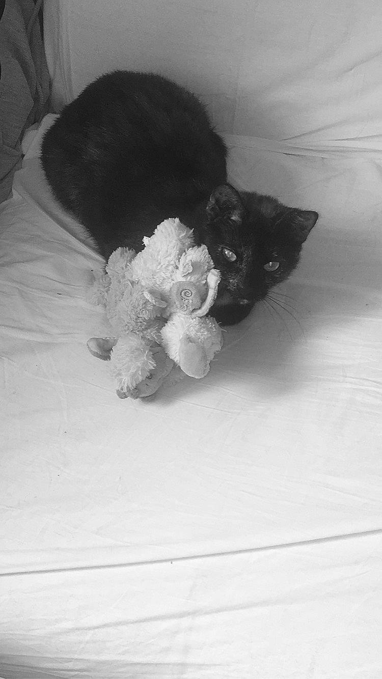 Plume a rejoint le concours — aidez-le/la à gagner de superbes lots ! black, black_and_white, black_cat, canidae, carnivore, cat, dog, ear, felidae, fur, kitten, leg, monochrome_photography, non_sporting_group, puppy, skin, small_to_medium_sized_cats, style, tail, white