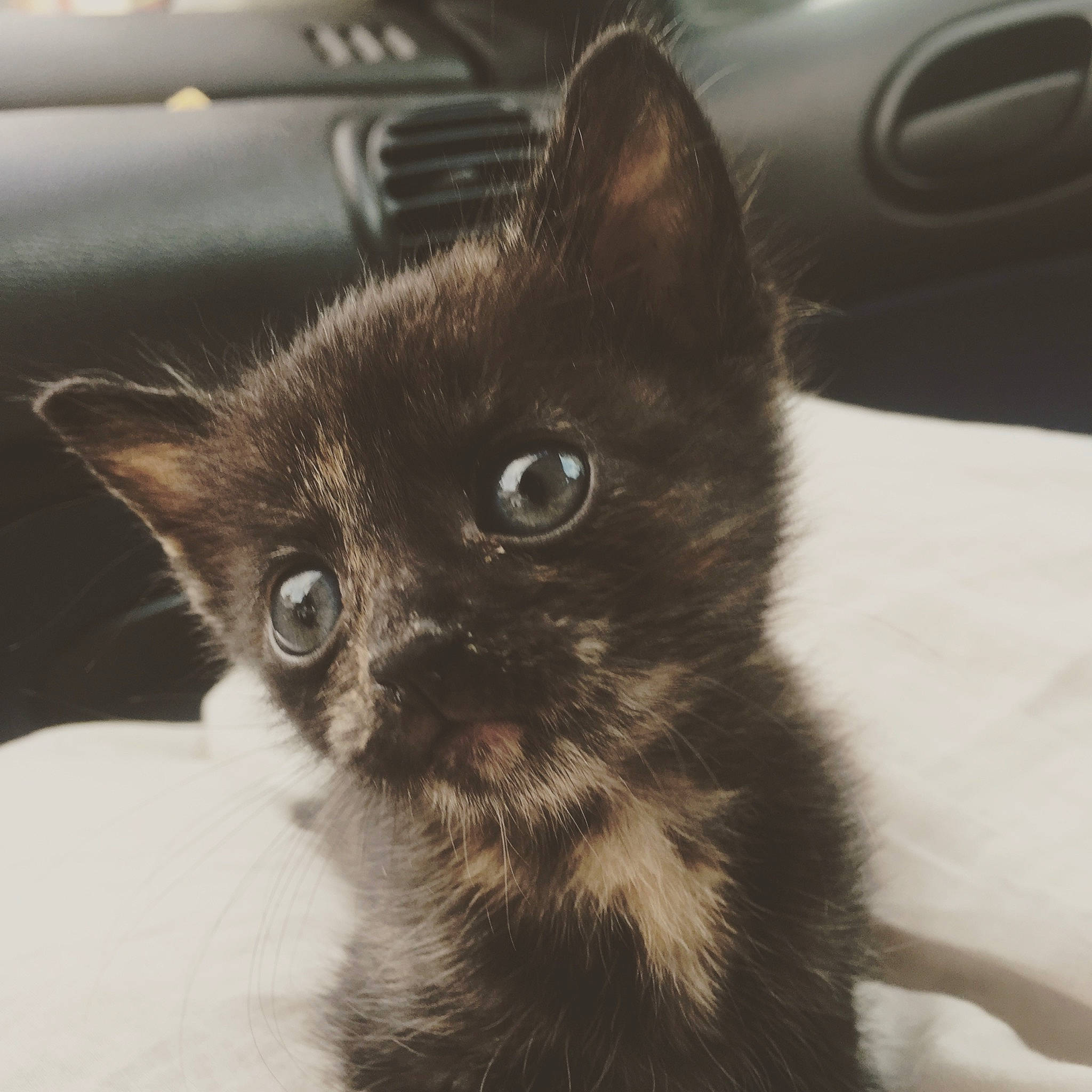 Plume participe au concours pour gagner de l'argent avec cette photo : asian, black, black_cat, carnivore, cat, domestic_short_haired_cat, ear, european_shorthair, eye, felidae, fur, iris, kitten, mammal, nose, polydactyl_cat, skin, small_to_medium_sized_cats, snout, whiskers