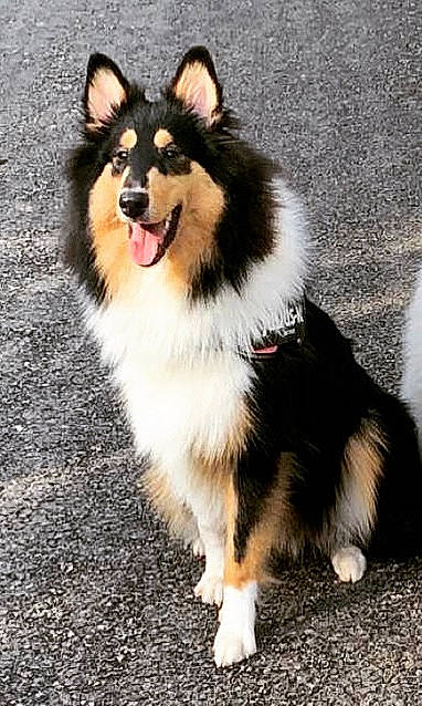 Sanka a rejoint le concours — aidez-le/la à gagner de superbes lots ! ancient_dog_breeds, canidae, carnivore, collar, companion_dog, dog, dog_breed, fang, foot, fur, happy, herding_dog, leash, paw, scotch_collie, snout, sporting_group, tail, whiskers, working_dog