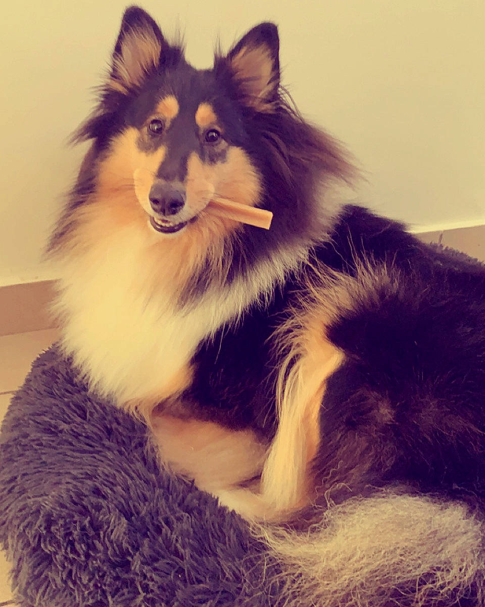 Sanka a rejoint le concours — aidez-le/la à gagner de superbes lots ! canidae, carnivore, collie, companion_dog, dog, dog_breed, eye, fur, giant_dog_breed, happy, herding_dog, jaw, paw, rough_collie, scotch_collie, shetland_sheepdog, snout, terrestrial_animal, whiskers, working_dog