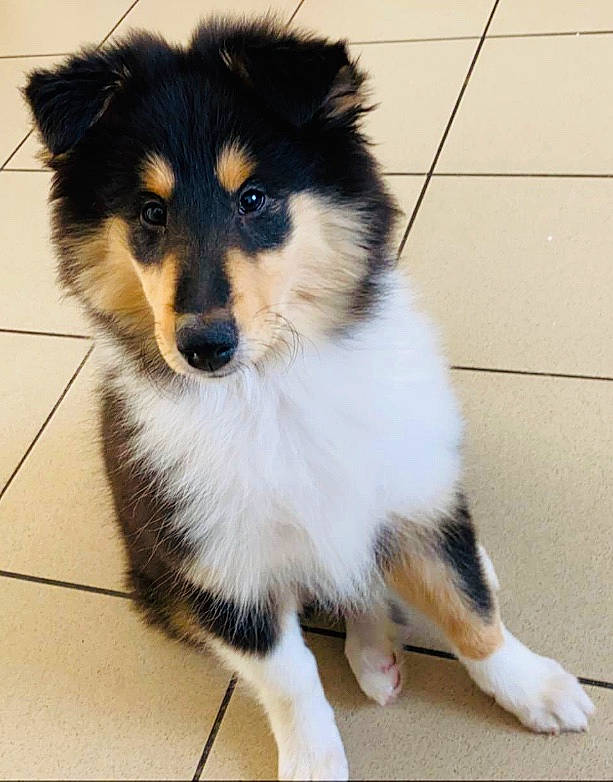 Sanka a rejoint le concours — aidez-le/la à gagner de superbes lots ! australian_shepherd, canidae, carnivore, collie, companion_dog, dog, dog_breed, flooring, fur, herding_dog, rough_collie, scotch_collie, snout, sporting_group, tail, tile_flooring, toy_dog, whiskers, working_animal, working_dog