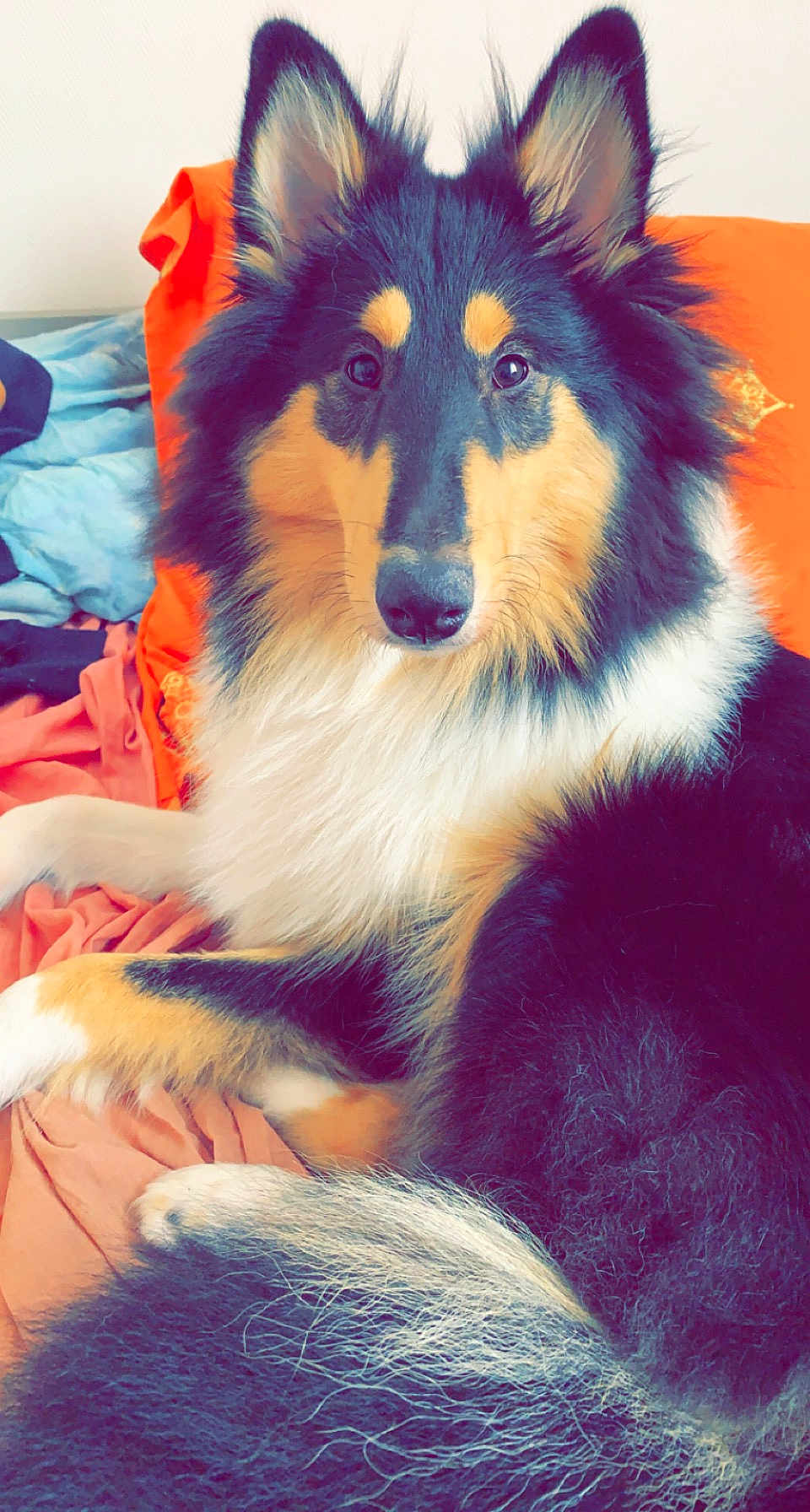Sanka