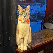 Lilly Belle is registered to the contest to win money with this photo: cat, bow_tie, table, window, curtain, indoor, snow, blue_eyes, feline, pet, marble_surface, night, animal, domestic_cat, sitting, looking, fur, whiskers, ear, tail