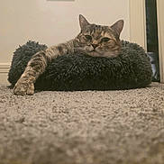 Beanz is registered to the contest to win money with this photo: cat, tabby_cat, pet, animal, feline, resting, paw, bed, indoor, carpet, fluffy, relaxed, cozy, fur, mammal, whiskers, ears, home, comfort, sleeping_area