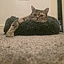 cat, tabby_cat, pet, animal, feline, resting, paw, bed, indoor, carpet, fluffy, relaxed, cozy, fur, mammal, whiskers, ears, home, comfort, sleeping_area