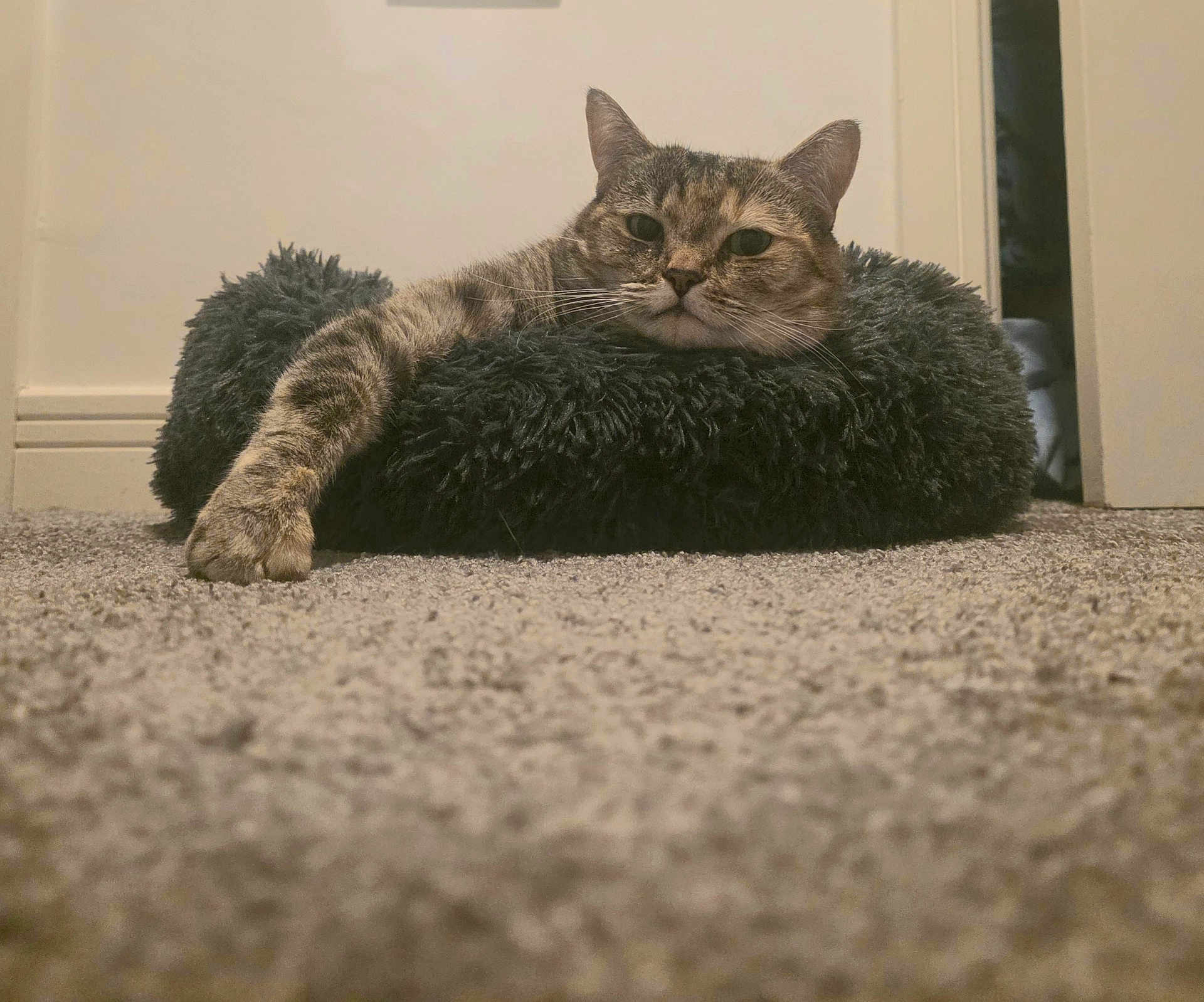 Beanz is registered to the contest to win money with this photo: cat, tabby_cat, pet, animal, feline, resting, paw, bed, indoor, carpet, fluffy, relaxed, cozy, fur, mammal, whiskers, ears, home, comfort, sleeping_area