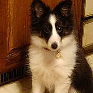 Louie joined the competition — help win amazing prizes! puppy, dog, black_and_white, fluffy, sitting, indoor, floor, tile, wooden_cabinet, collar, pet, young_dog, ears, cute, animal, domestic, looking, portrait, home, curious