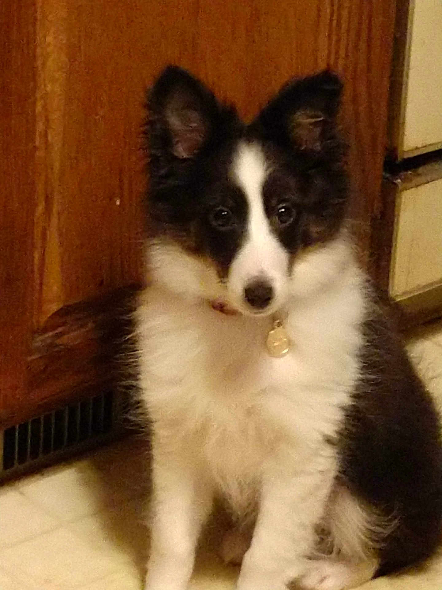 Louie joined the competition — help win amazing prizes! puppy, dog, black_and_white, fluffy, sitting, indoor, floor, tile, wooden_cabinet, collar, pet, young_dog, ears, cute, animal, domestic, looking, portrait, home, curious