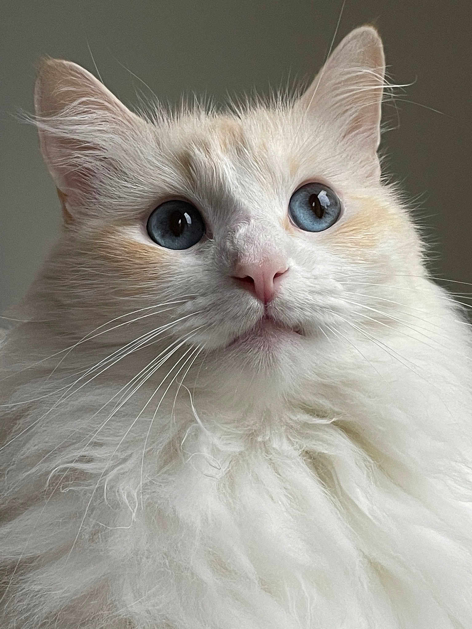 Dora