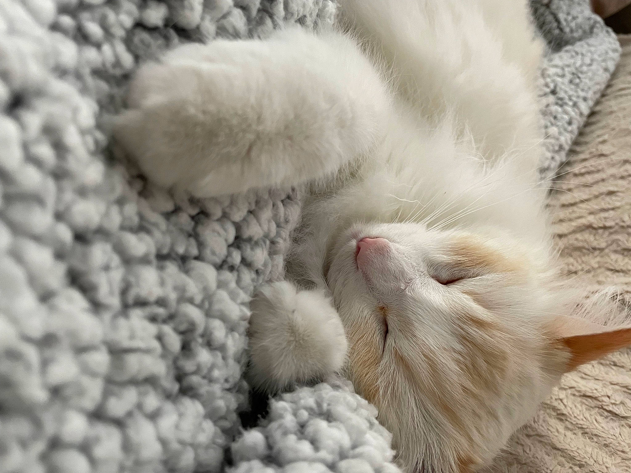 Dora joined the competition — help win amazing prizes! carnivore, cat, claw, close_up, comfort, domestic_short_haired_cat, fawn, felidae, fur, linens, nap, paw, small_to_medium_sized_cats, snout, tail, textile, whiskers, white, wool, woolen