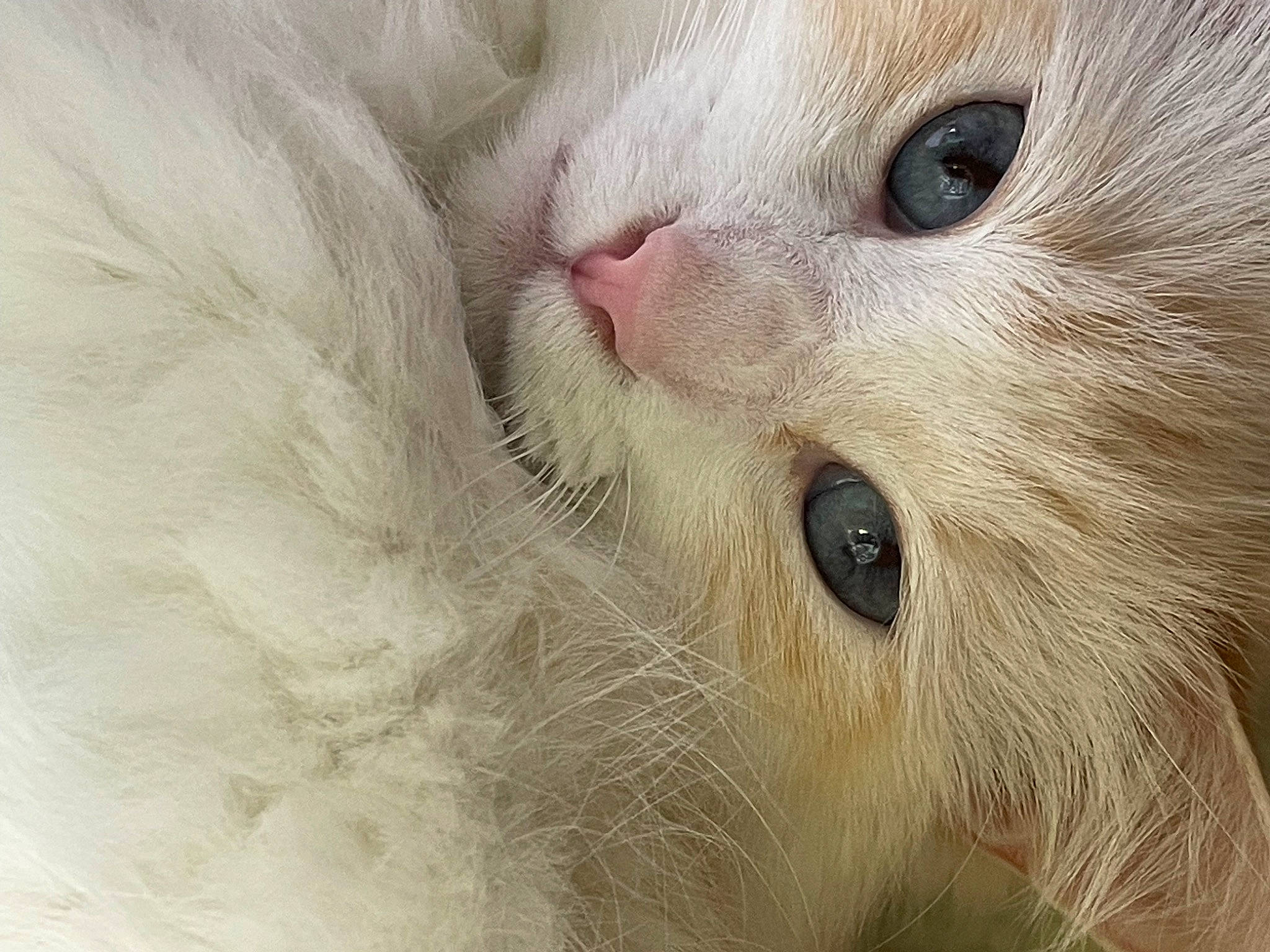 Dora is registered to the contest to win money with this photo: carnivore, cat, claw, domestic_short_haired_cat, fawn, felidae, fur, head, no_expression, paw, small_to_medium_sized_cats, snout, terrestrial_animal, whiskers