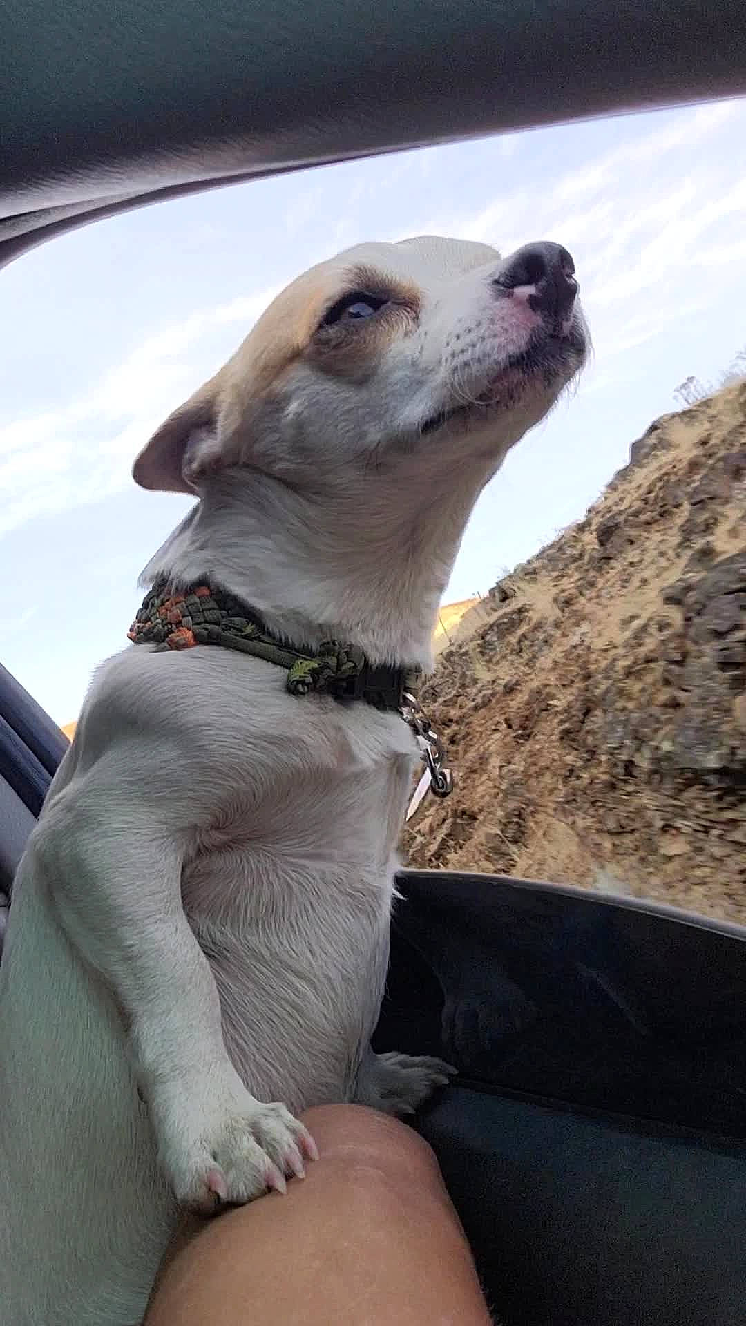 Brock Lee joined the competition — help win amazing prizes! canidae, carnivore, collar, companion_dog, dog, dog_breed, dog_collar, fawn, pet_supply, rampur_greyhound, sighthound, sky, snout, sporting_group, vehicle, vehicle_door, whiskers, window, windshield, working_animal